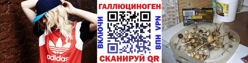 Галлюциногенные грибы Psilocybe  Купить закладки  Железногорск-Илимский 